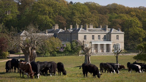 Cattle grazes in front of Sheringham Hall, Norfolk